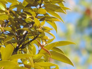 Tree near home may be Allegheny chinquapin